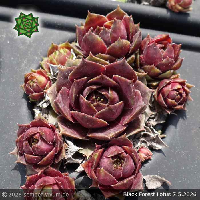 Sempervivum 'Black Forest Lotus'