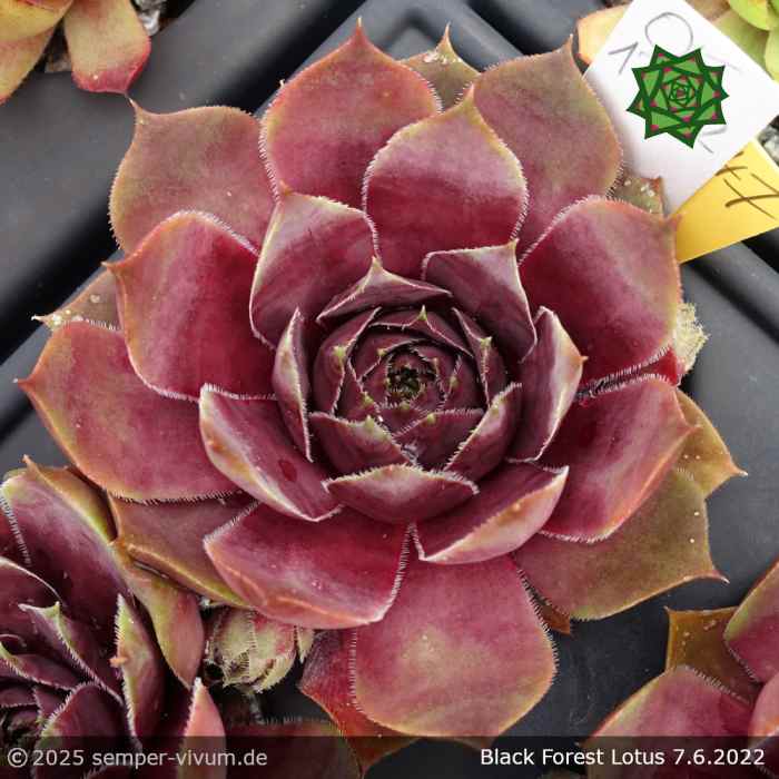 Sempervivum 'Black Forest Lotus'