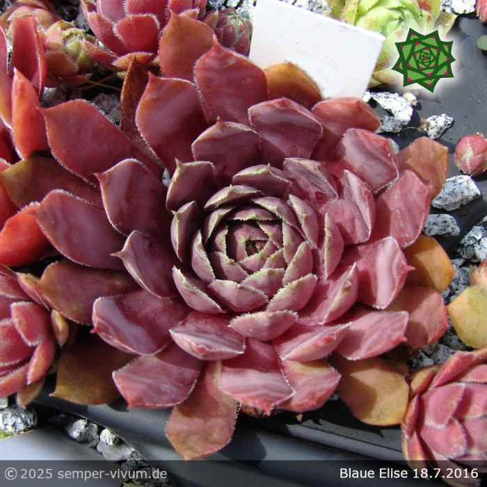 Sempervivum 'Blaue Elise'