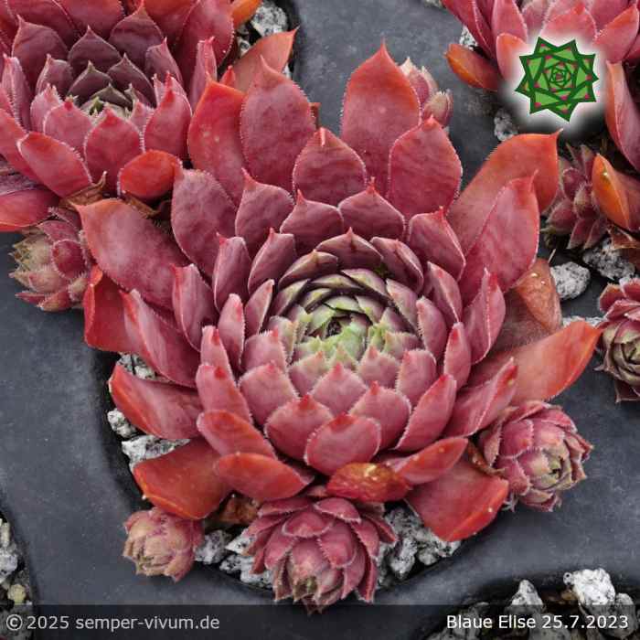 Sempervivum 'Blaue Elise'