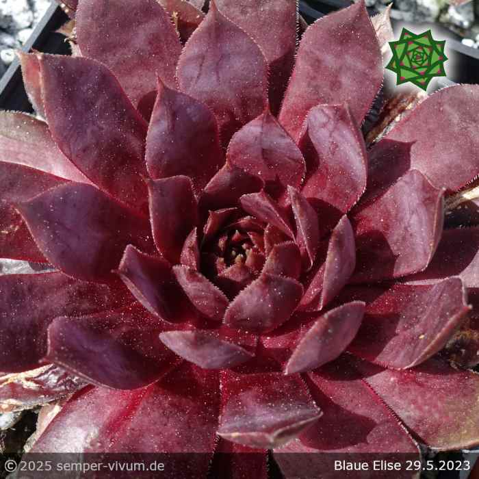 Sempervivum 'Blaue Elise'