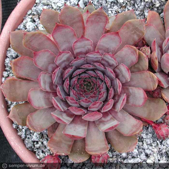 aufgenommen am 10.7.2004