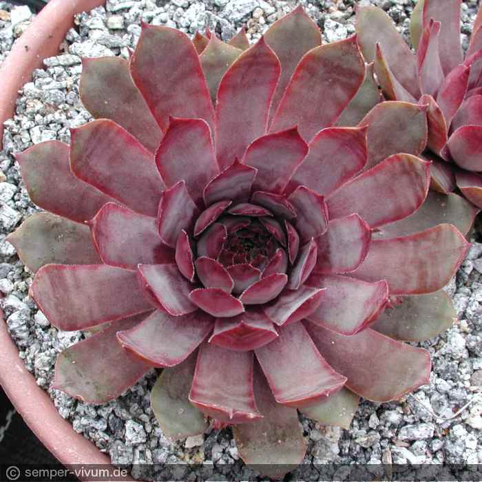 aufgenommen am 15.6.2004