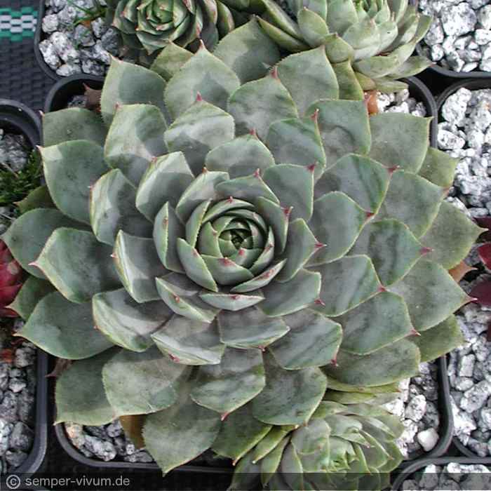 aufgenommen am 26.9.2005