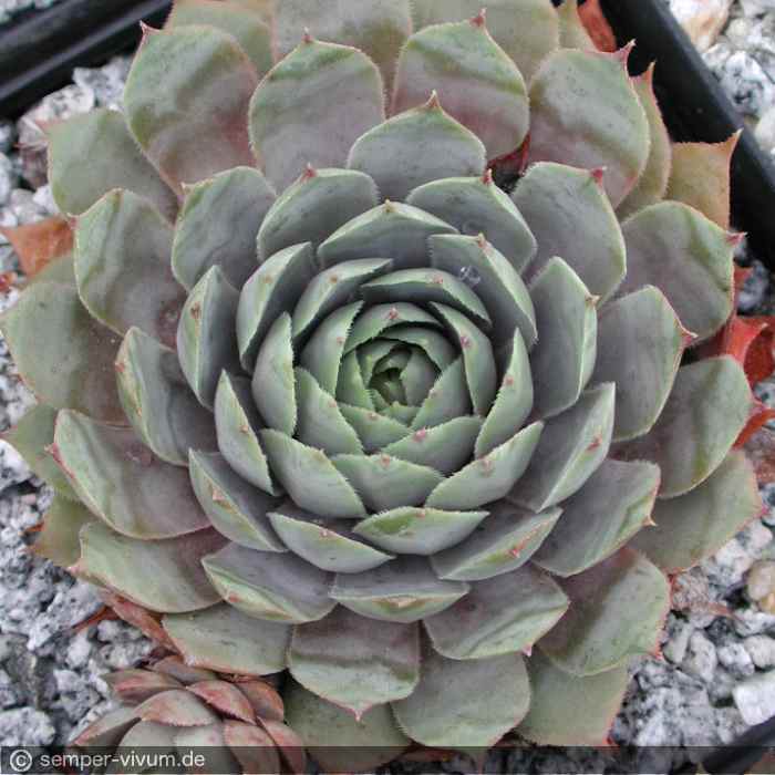 aufgenommen am 30.8.2003