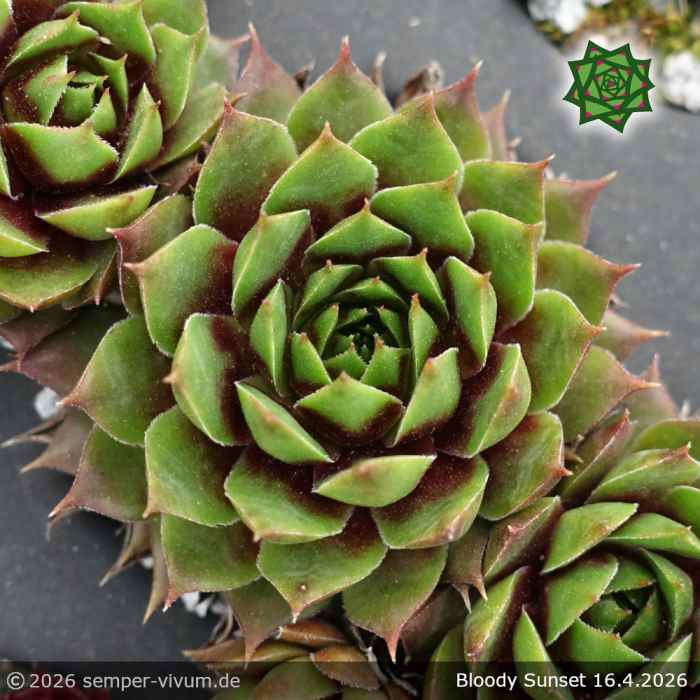 Sempervivum 'Bloody Sunset'