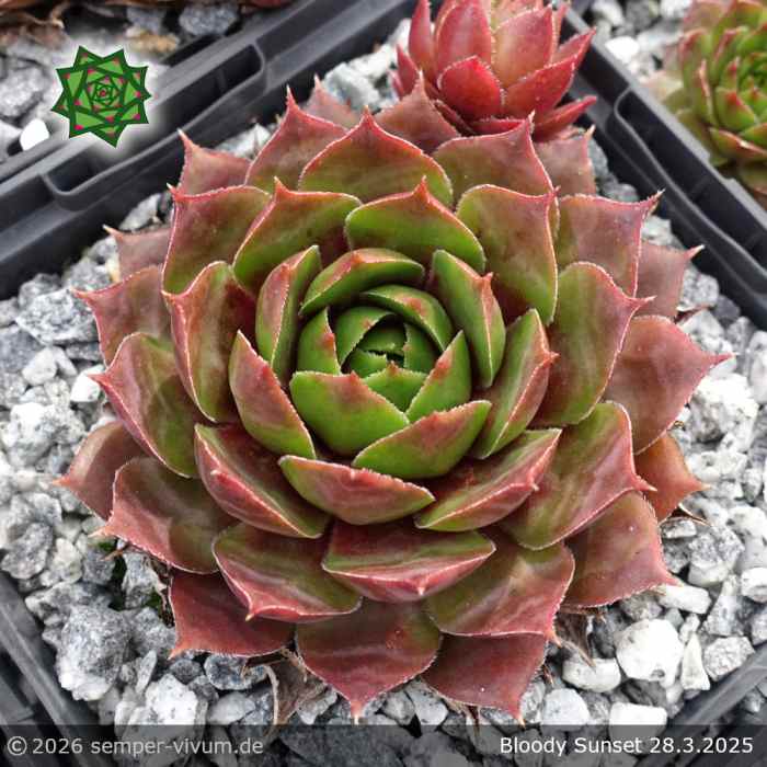 Sempervivum 'Bloody Sunset'