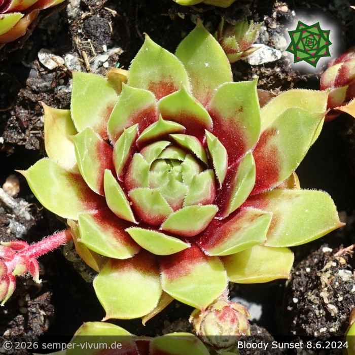 Sempervivum 'Bloody Sunset'