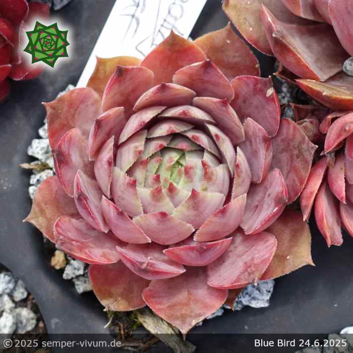 Sempervivum 'Blue Bird'