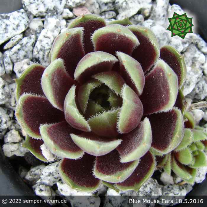 Sempervivum 'Blue Mouse Ears'