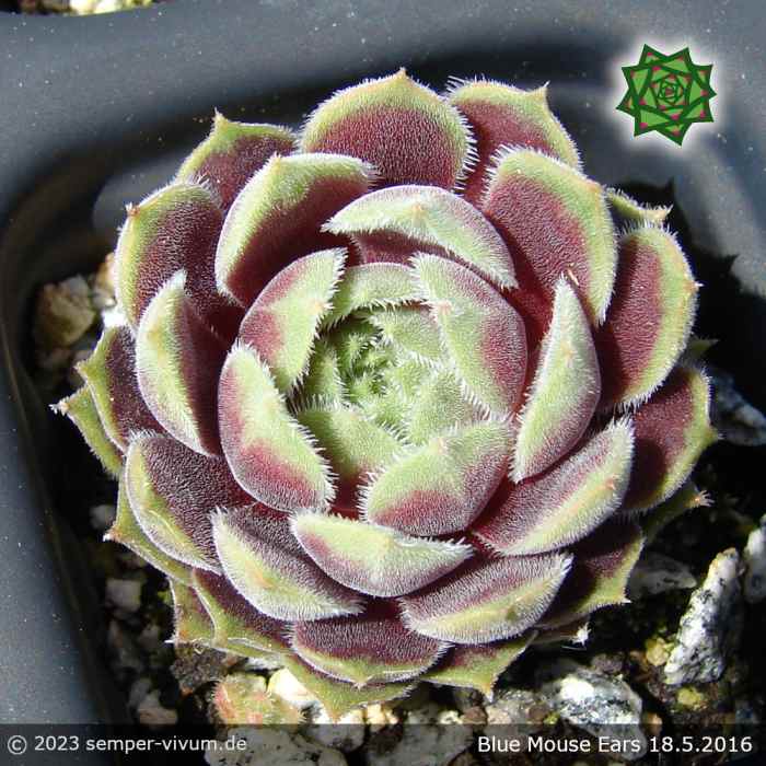 Sempervivum 'Blue Mouse Ears'