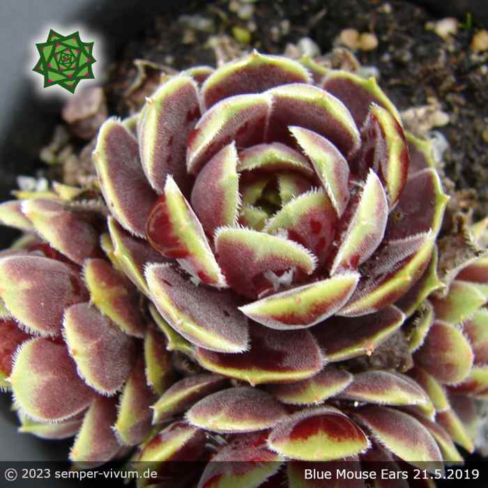 Sempervivum 'Blue Mouse Ears'