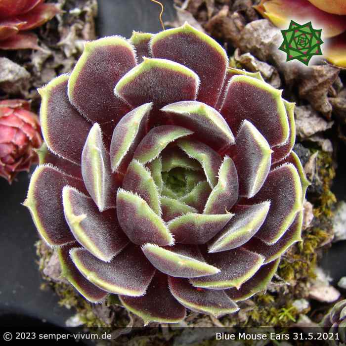 Sempervivum 'Blue Mouse Ears'