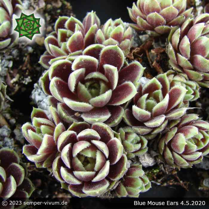 Sempervivum 'Blue Mouse Ears'