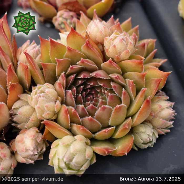 Sempervivum 'Bronze Aurora'