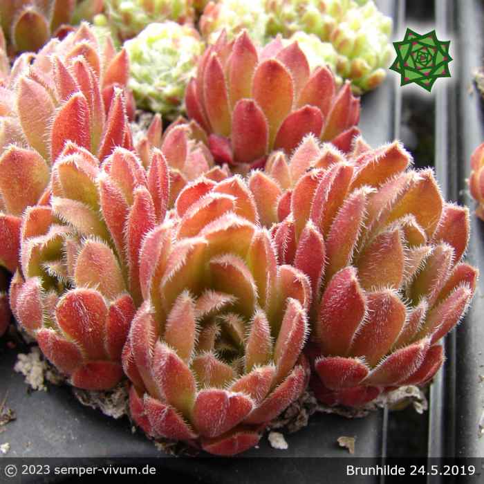 Sempervivum 'Brunhilde'