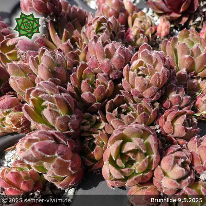 Sempervivum 'Brunhilde'
