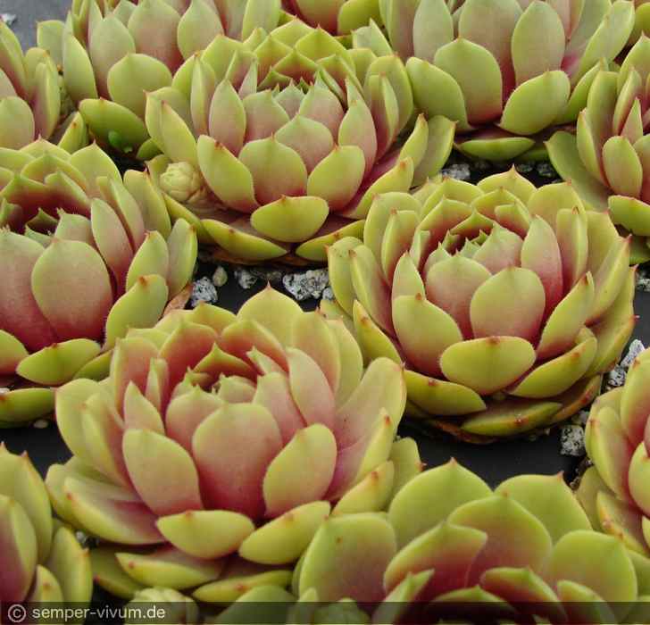 aufgenommen am 11.6.2016