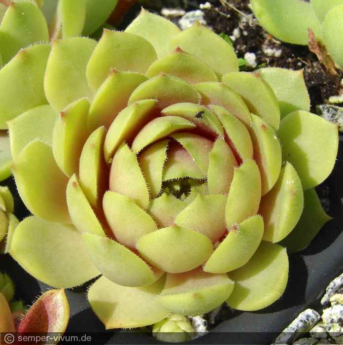 aufgenommen am 13.6.2016