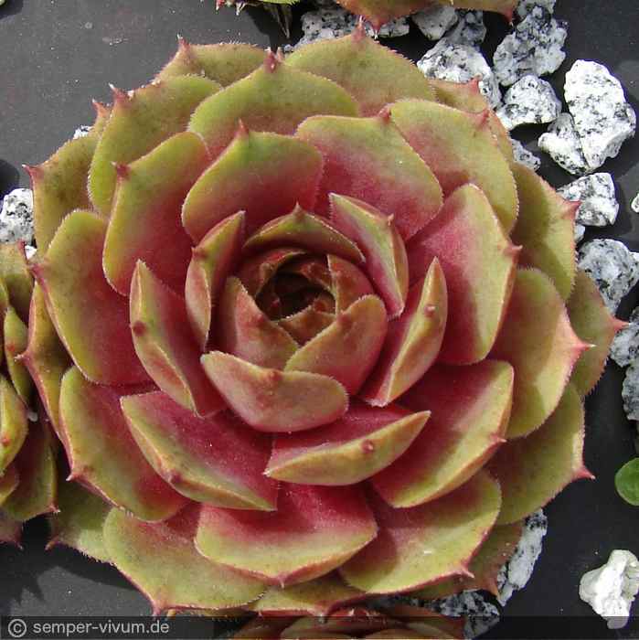 aufgenommen am 22.4.2016