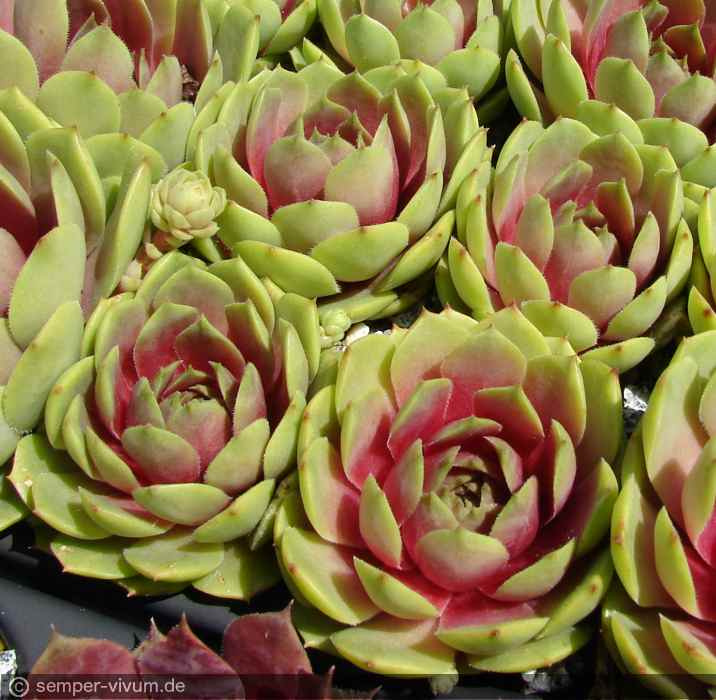 aufgenommen am 4.5.2016