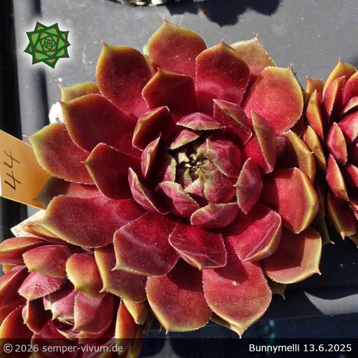 Sempervivum 'Bunnymelli'