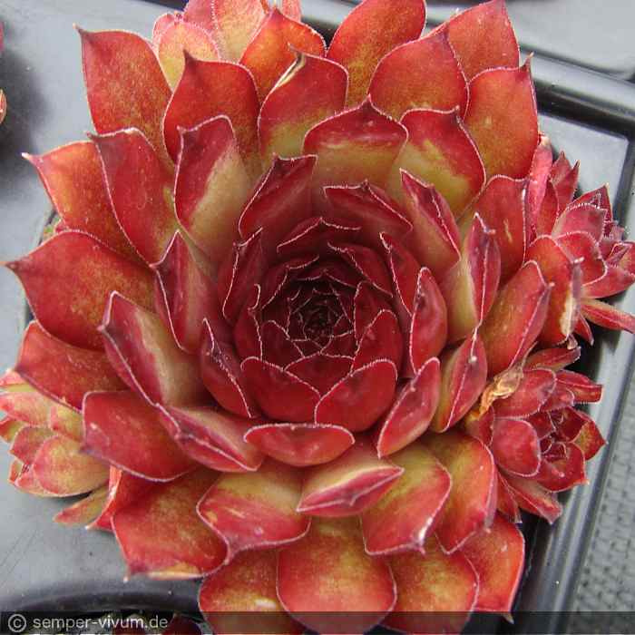 aufgenommen am 14.6.2018