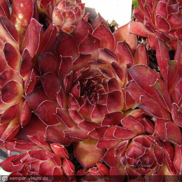 aufgenommen am 16.6.2015