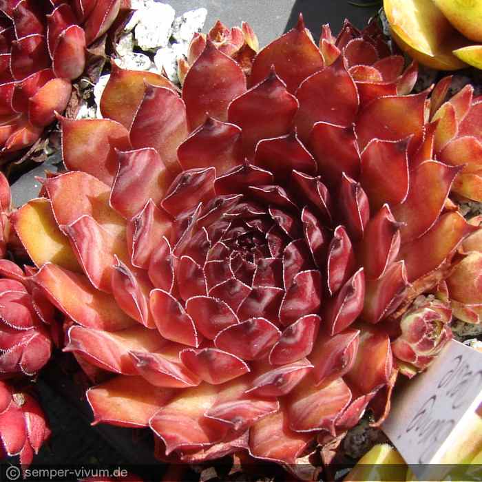 aufgenommen am 18.7.2016