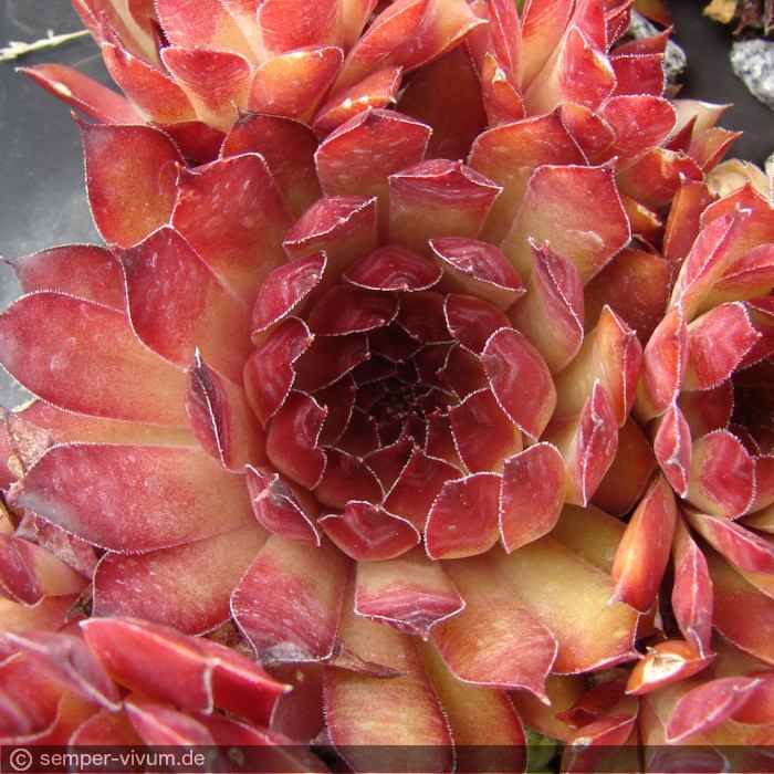 aufgenommen am 21.6.2012