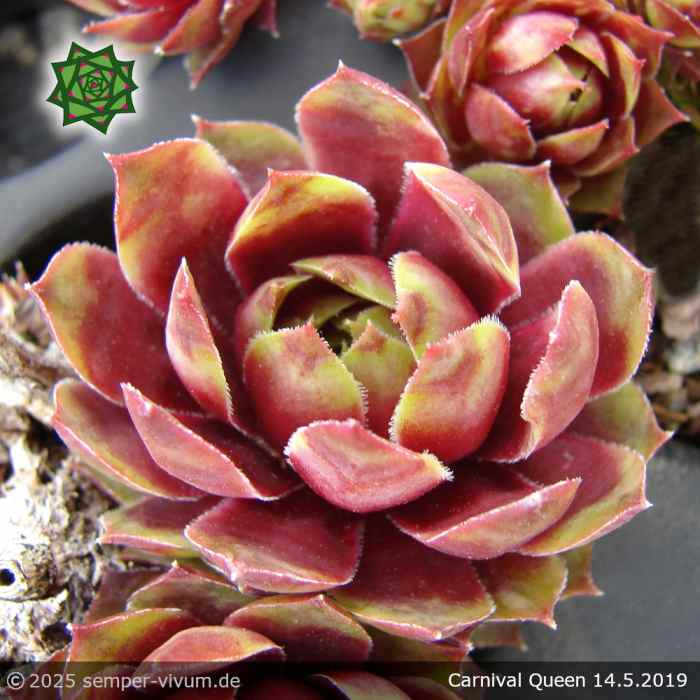 Sempervivum 'Carnival Queen'