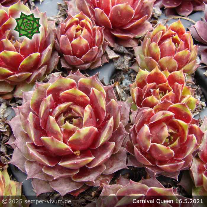 Sempervivum 'Carnival Queen'