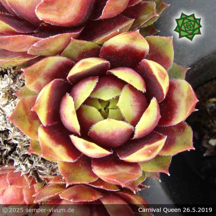Sempervivum 'Carnival Queen'