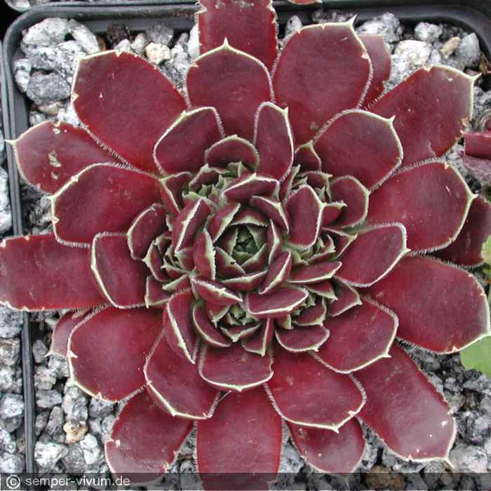 aufgenommen am 10.7.2004