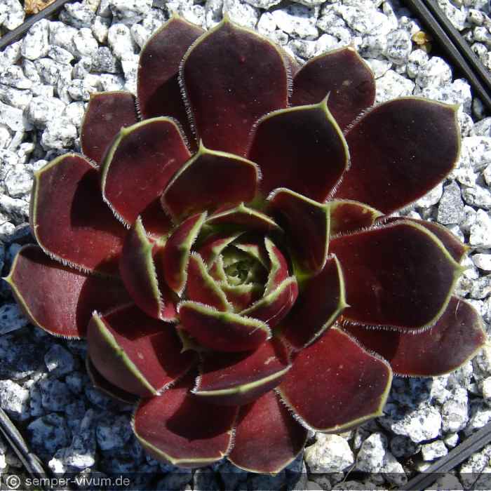 aufgenommen am 19.5.2007