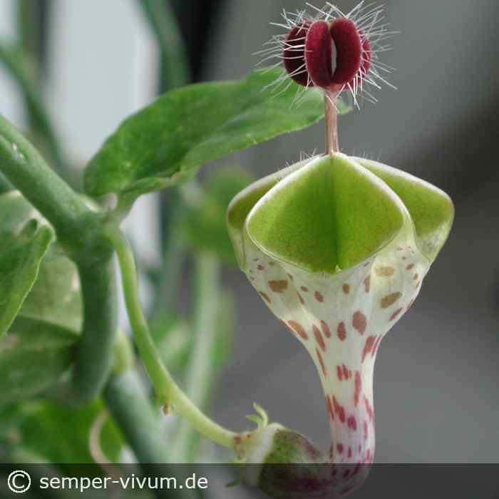 Ceropegia haygarthii