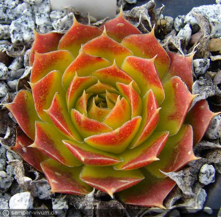 aufgenommen am 6.3.2014