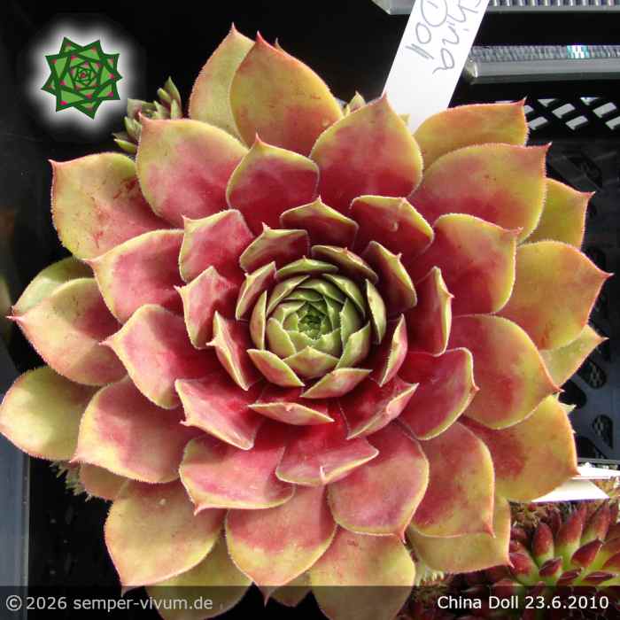 Sempervivum 'China Doll'