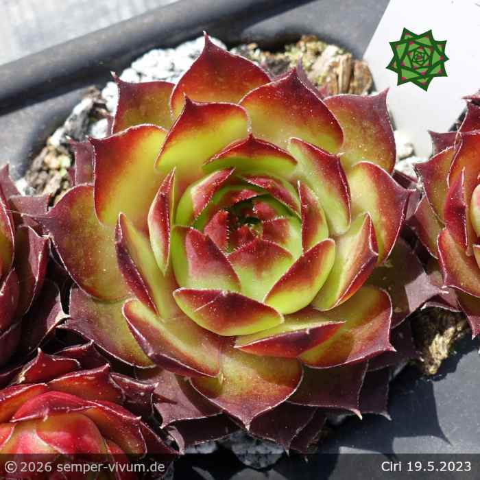 Sempervivum 'Ciri'