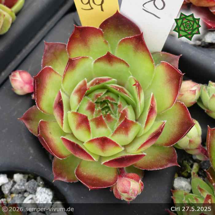 Sempervivum 'Ciri'