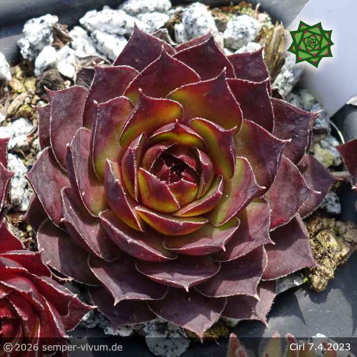 Sempervivum 'Ciri'