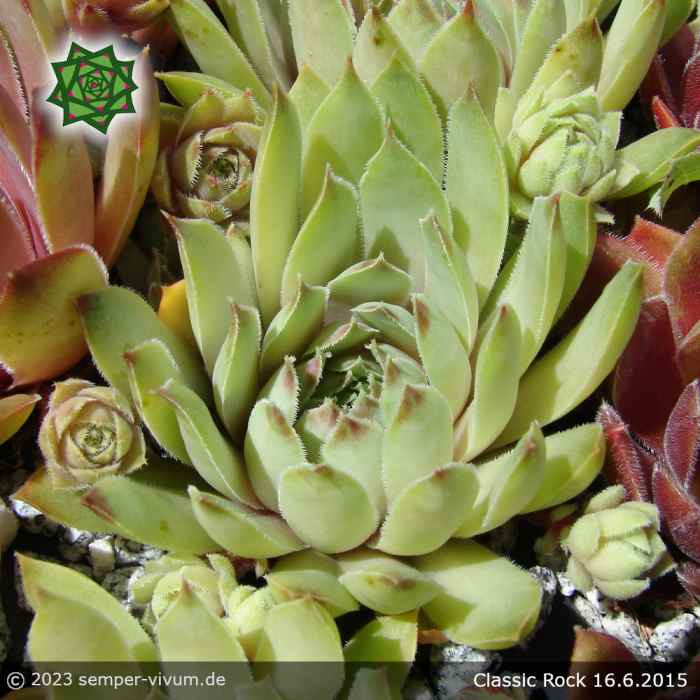 Sempervivum 'Classic Rock'