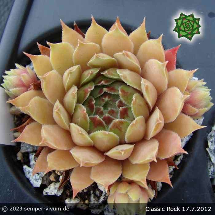 Sempervivum 'Classic Rock'