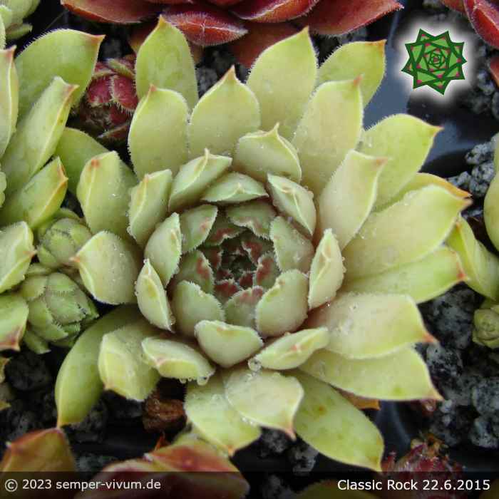Sempervivum 'Classic Rock'