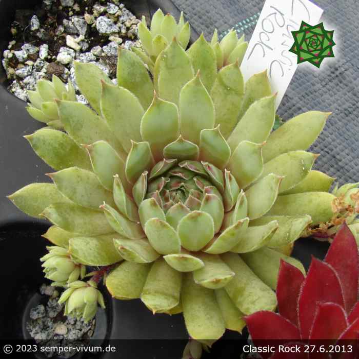 Sempervivum 'Classic Rock'
