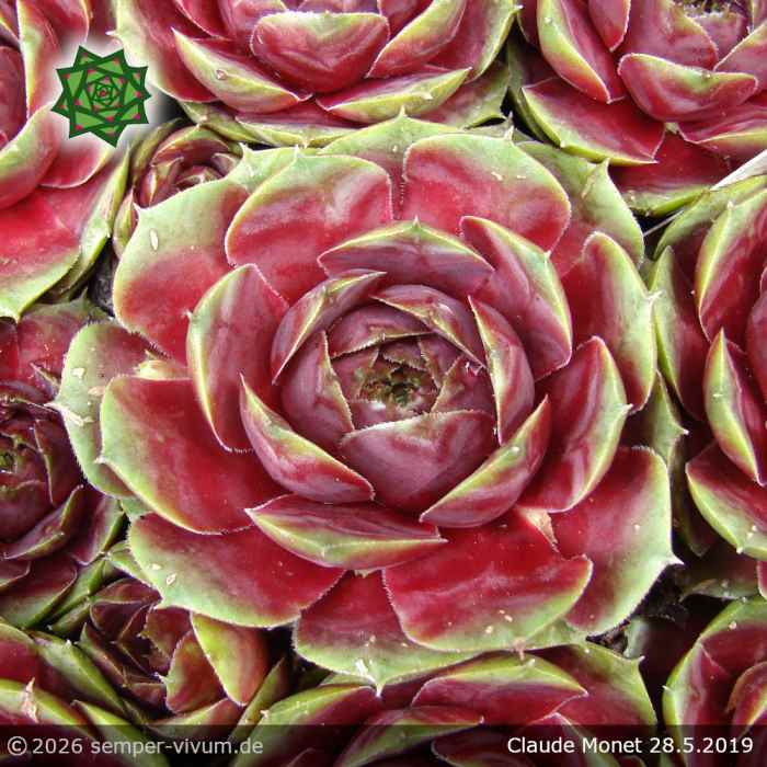 Sempervivum 'Claude Monet'