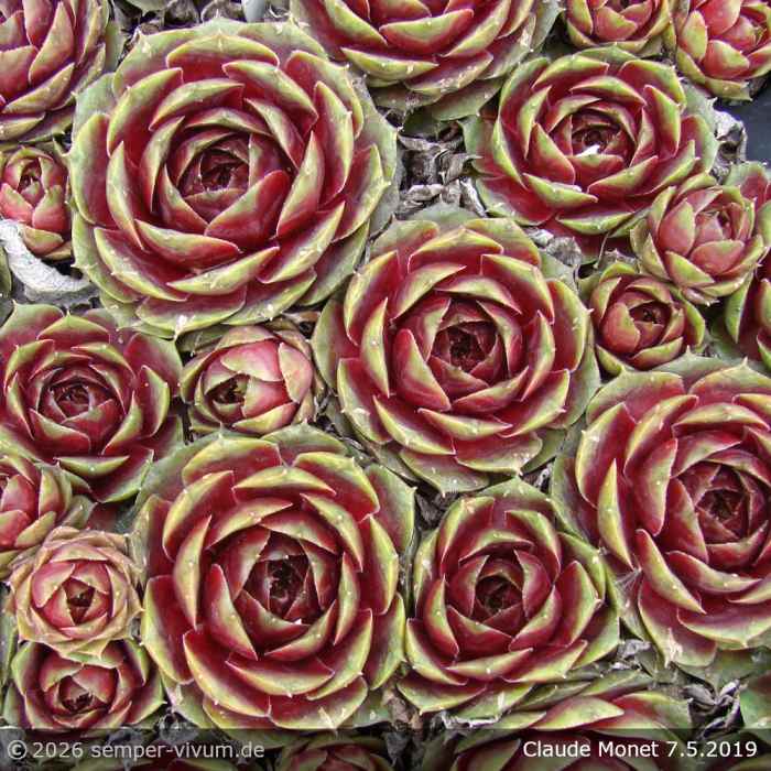 Sempervivum 'Claude Monet'