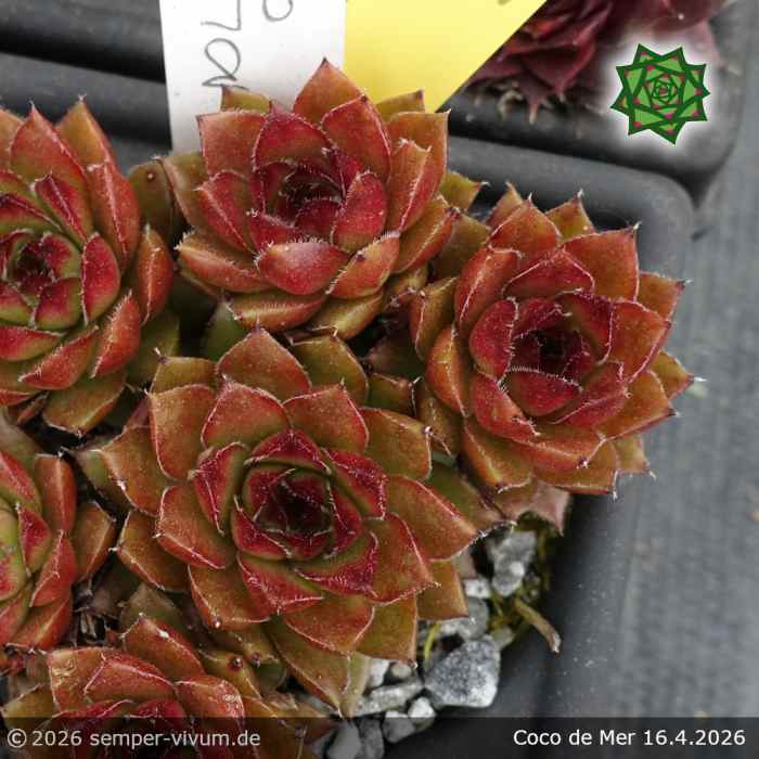 Sempervivum 'Coco de Mer'