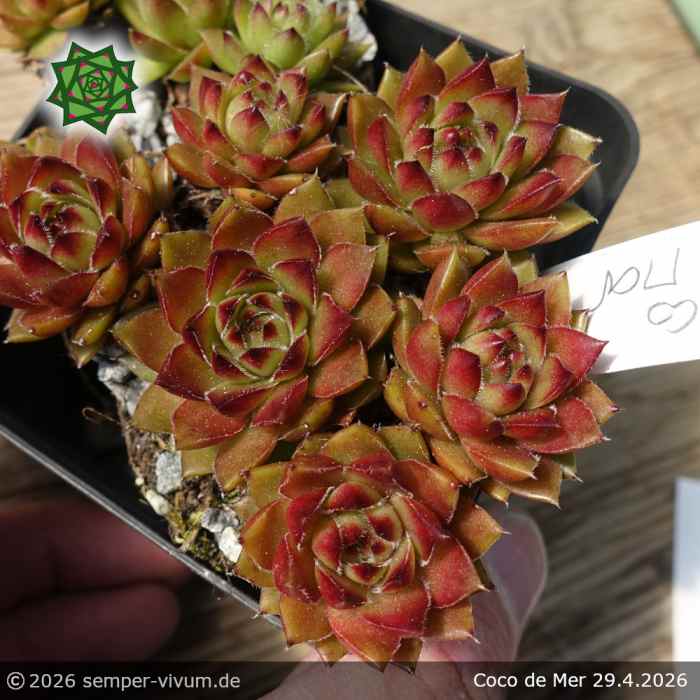 Sempervivum 'Coco de Mer'