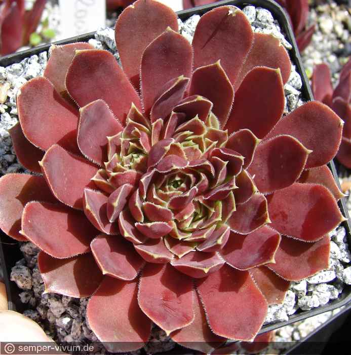 aufgenommen am 24.6.2017